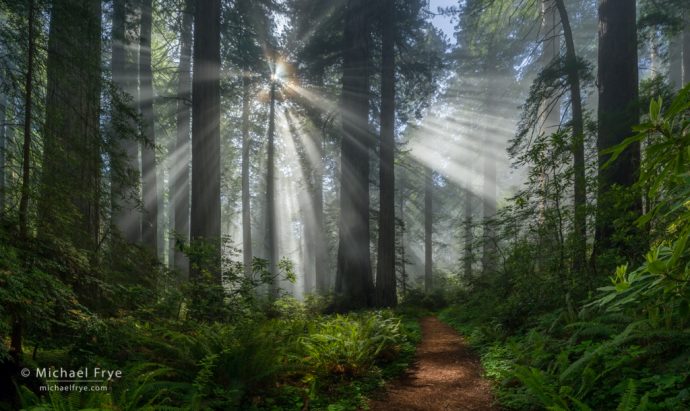 Path through redwoods, northern California, USA