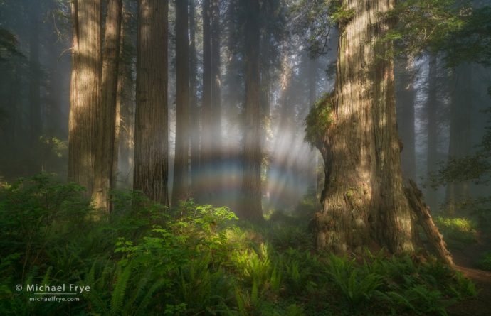 Fogbow in a redwood forest, northern California, USA