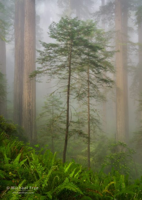 Young and old redwoods, northern California, USA