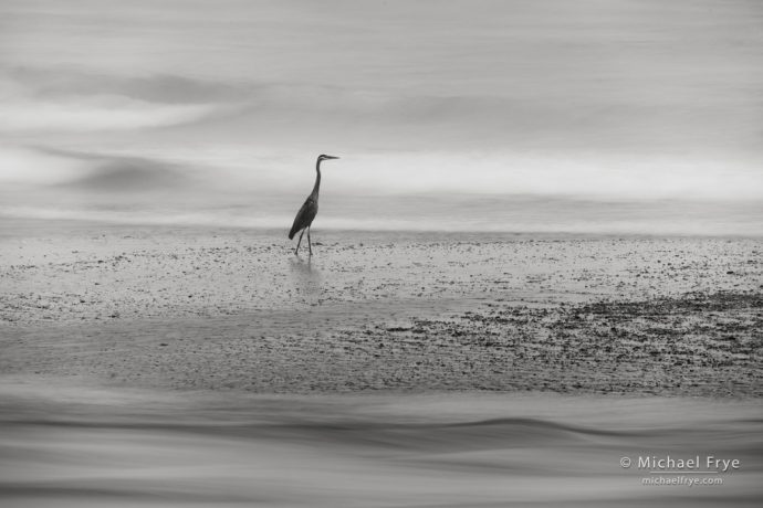 Great blue heron at the mouth of the Klamath River, CA, USA