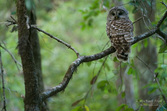 Barred owl in a northern California forest, USA