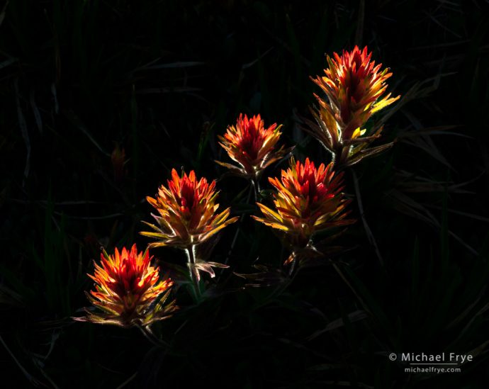 Paintbrush, Inyo NF, CA, USA