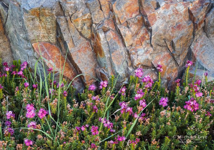 Red mountain heather and metamorphic rock, Inyo NF, CA, USA