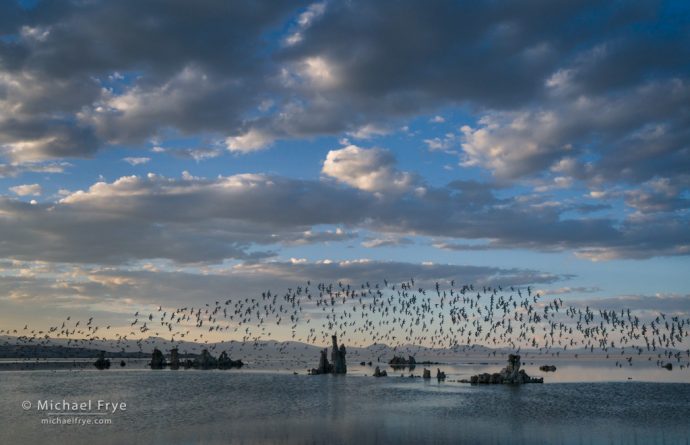 Clouds, tufa, and phalaropes, Mono Lake, CA, USA