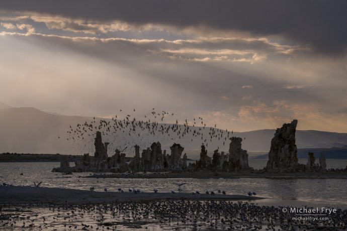 Phalaropes, sunbeams, and tufa, Mono Lake, CA, USA