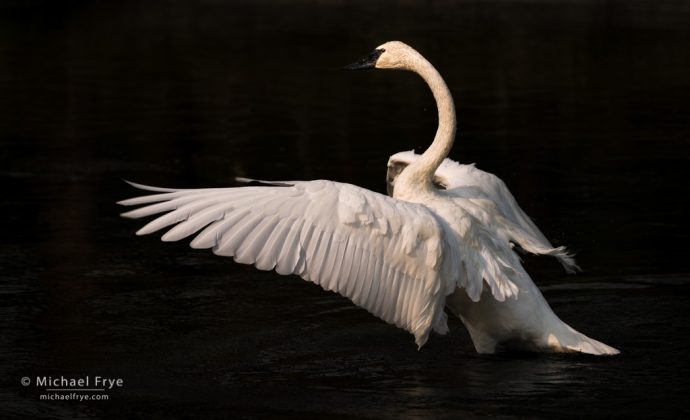 Trumpeter swan, Yellowstone NP, WY, USA