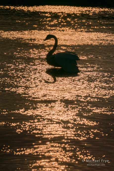 Trumpeter swan and reflections, Yellowstone NP, WY, USA