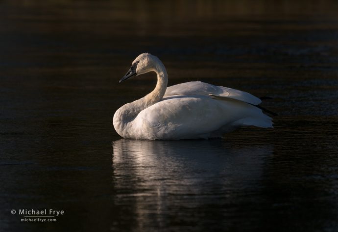 Trumpeter swan, Yellowstone NP, WY, USA