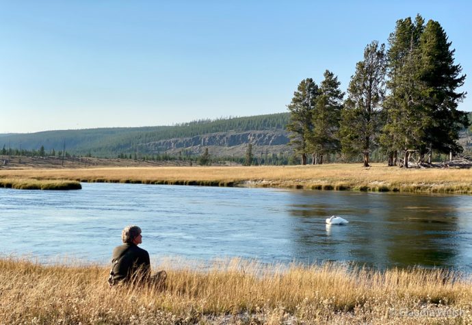 Photograper and trumpeter swan, Yellowstone NP, WY, USA