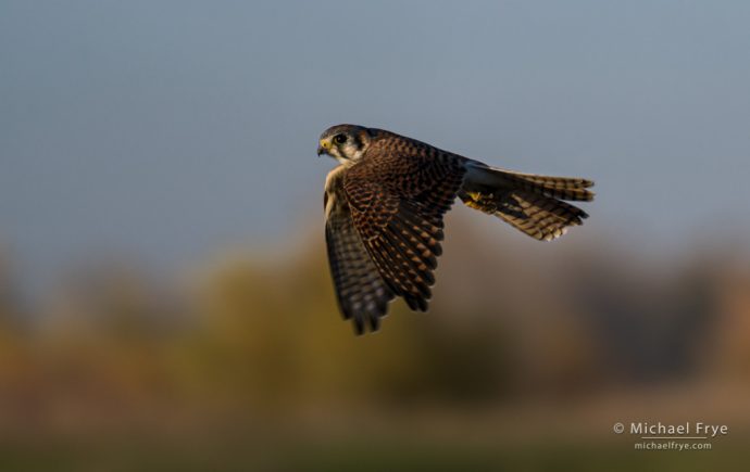 Female American kestrel, San Joaquin Valley, CA, USA