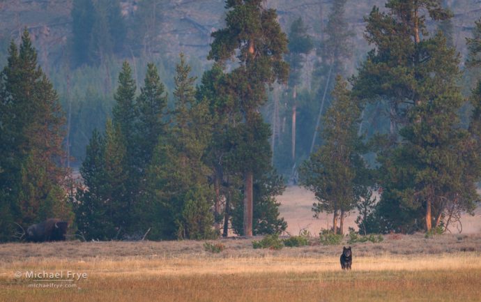 Black wolf, Yellowstone NP, WY, USA