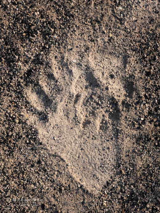 Wolf track on top of grizzly track, Yellowstone NP, WY, USA
