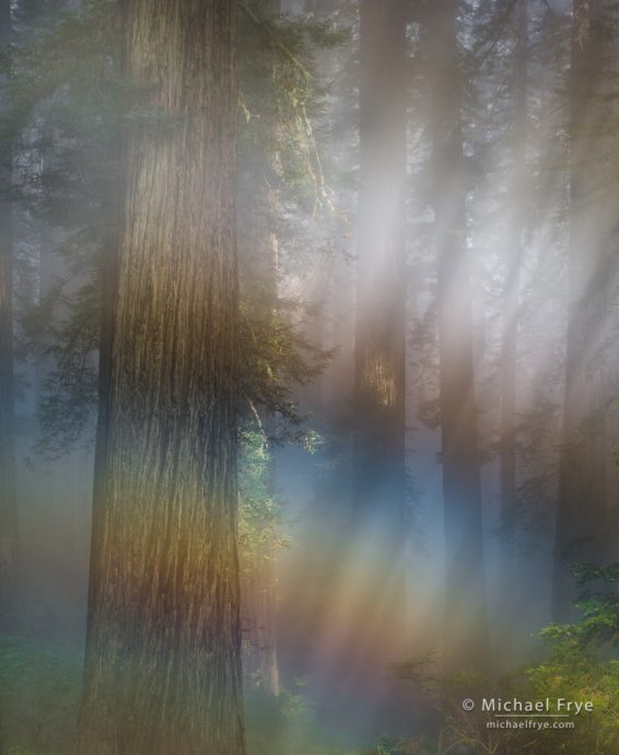 Fogbow in a redwood forest, northern California, USA