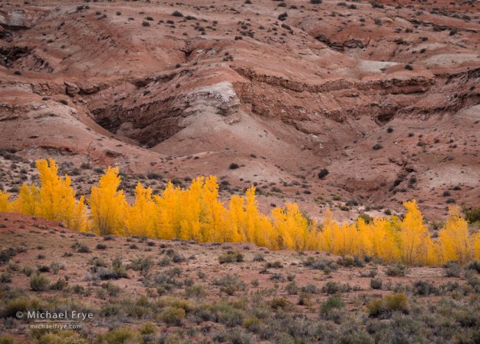 Cottonwoods in the desert, southern Utah, USA