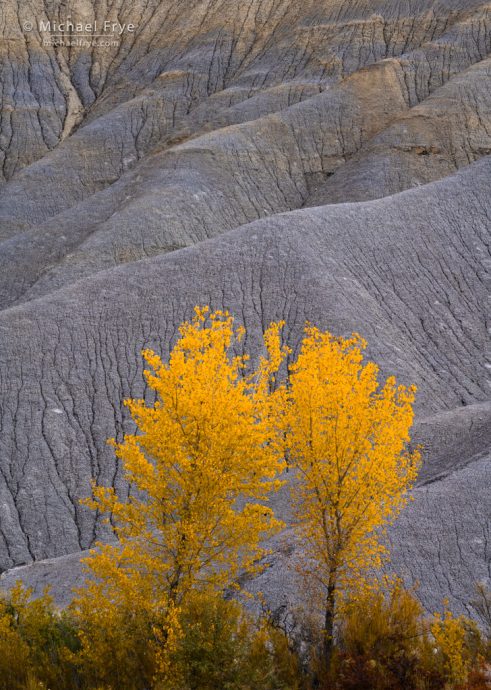 Cottonwoods and badlands, UT, USA