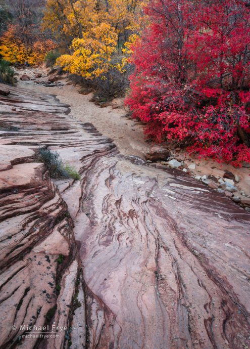 Oaks, maple, and sandstone, southern Utah, USA