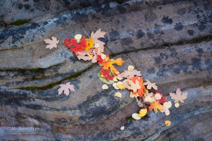 Autumn leaves on sandstone, southern Utah