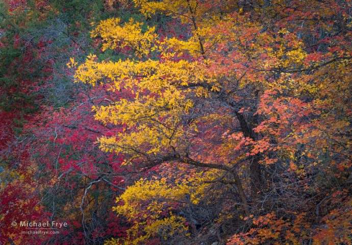 Oak and maples, southern Utah, USA