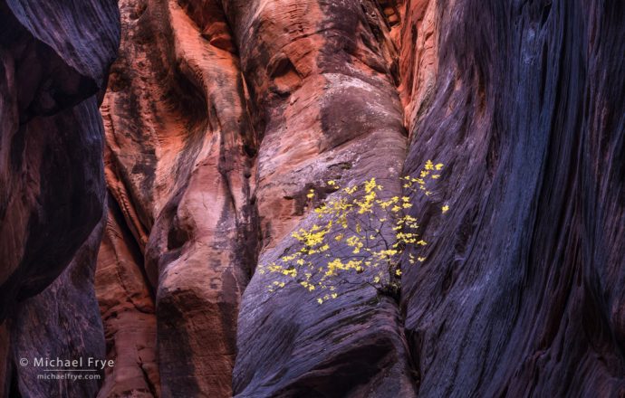 Maple on a canyon wall, southern Utah, USA