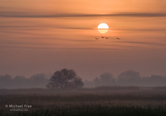 2. Sandhill cranes at sunrise, San Joaquin Valley, CA, USA