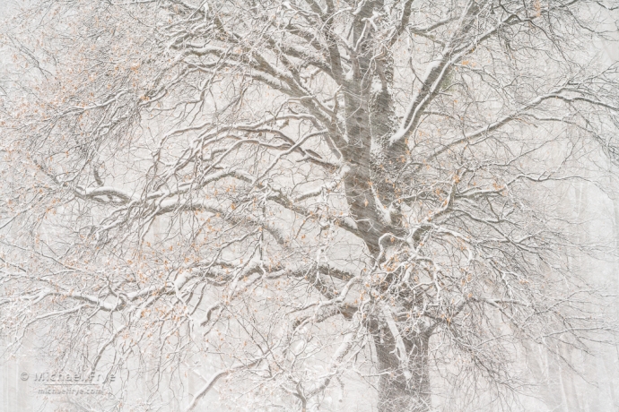 5. Oak in a snowstorm, Yosemite NP, CA, USA