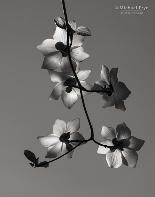 8. Light and shadows on dogwood blossoms, Yosemite NP, CA, USA