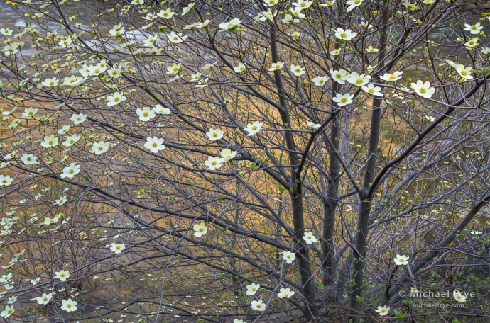 9. Dogwood above the Merced River, Yosemite NP, CA, USA