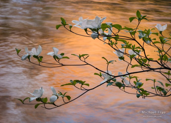 Dogwood blossoms and sunset reflections, Yosemite NP, CA, USA