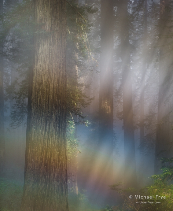 13. Fogbow in a redwood forest, northern California, USA