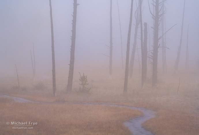 17. Trees and creek in fog, Yellowstone NP, WY, USA