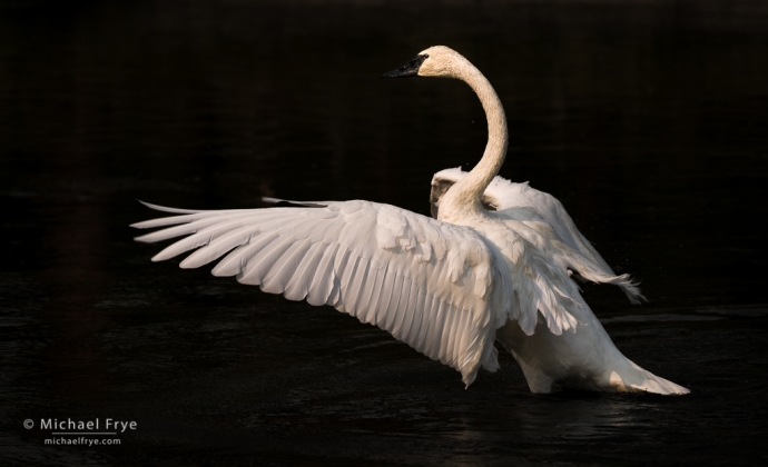 18. Trumpeter Swan, Yellowstone NP, WY, USA