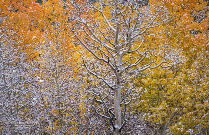 Snow-covered aspens, Inyo NF, CA, USA