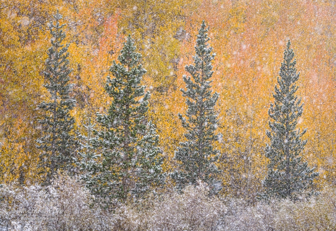 25. Aspens and pines in a snowstorm, Inyo NF, CA, USA