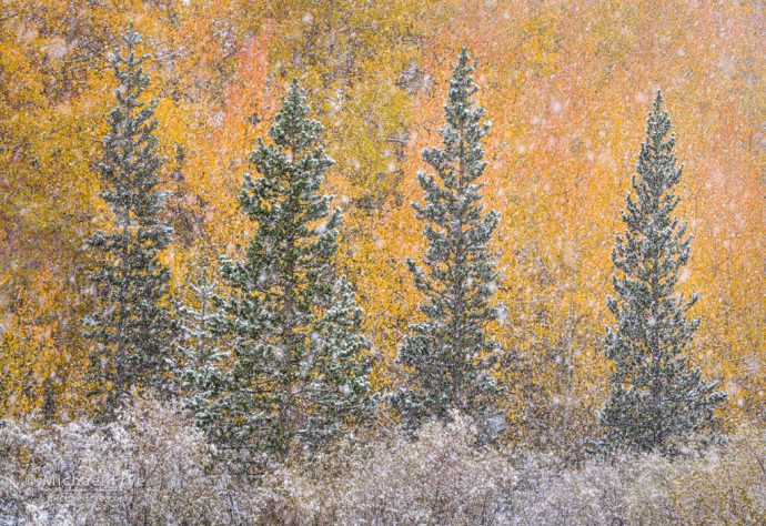 Aspens and pines in a snowstorm, Inyo NF, CA, USA