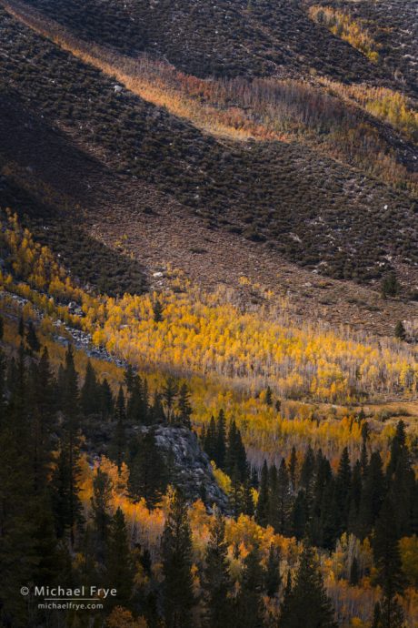 Dappled sunlight on aspens, Inyo NF, CA, USA