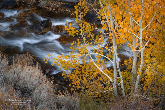 Aspen and creek, Inyo NF, CA, USA