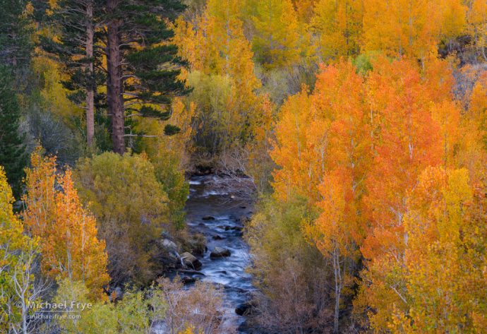 Pines and aspens along a creek, Inyo NF, CA, USA
