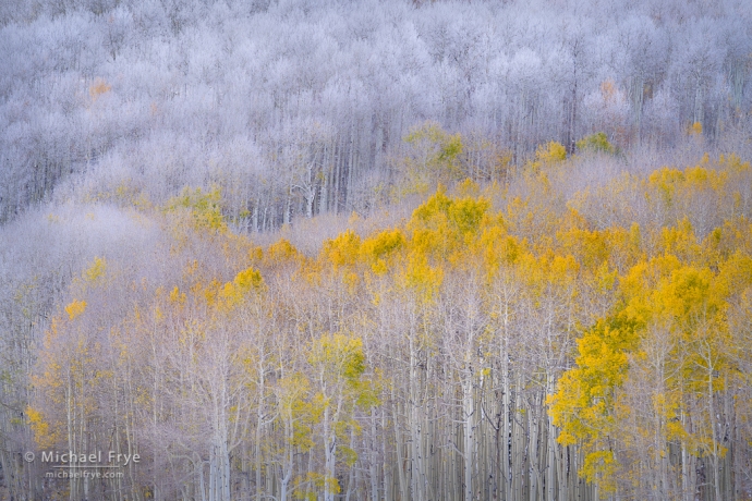 27. Frosted aspens, Colorado, USA