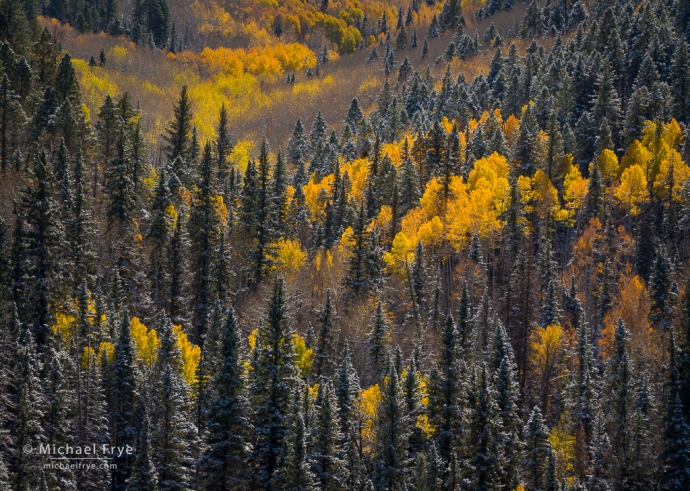 28. Aspens and conifers with a dusting of snow, Colorado, USA