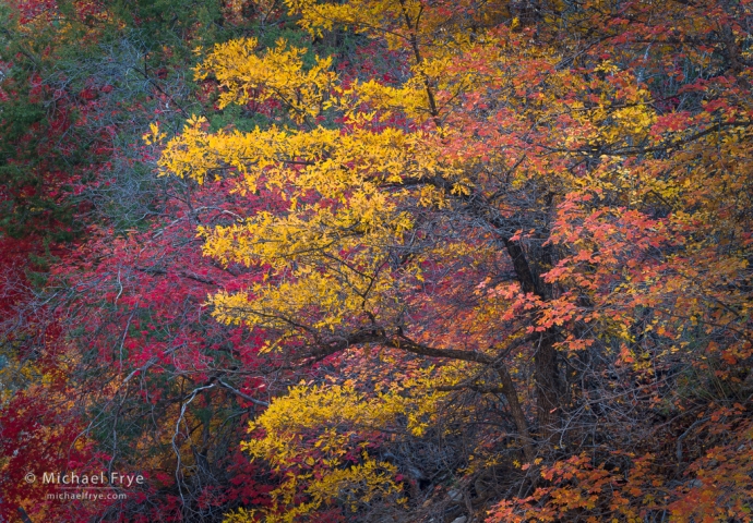 33. Oak and maples, Utah