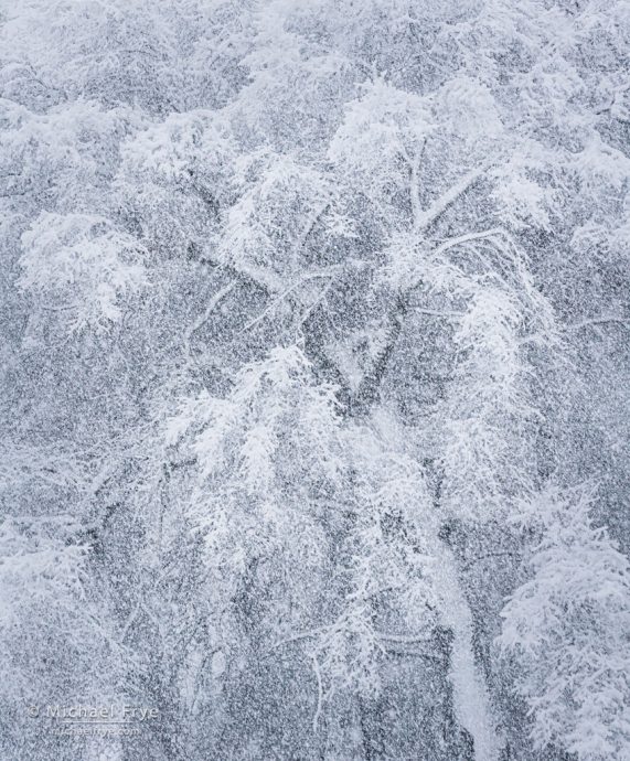 Snowy oak, Yosemite NP, CA, USA