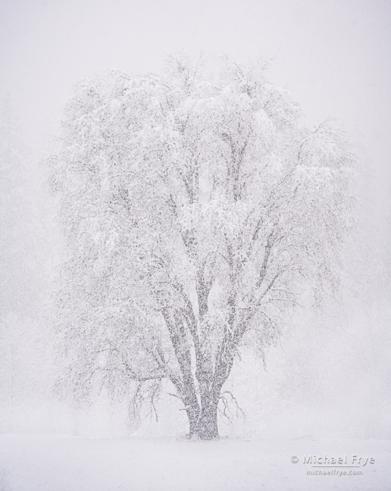 39. Oak tree in a snowstorm, Yosemite NP, CA, USA