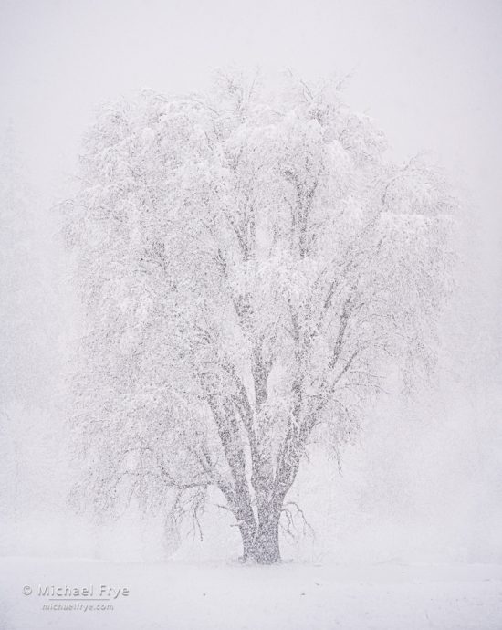 Oak tree in a snowstorm, Yosemite NP, CA, USA