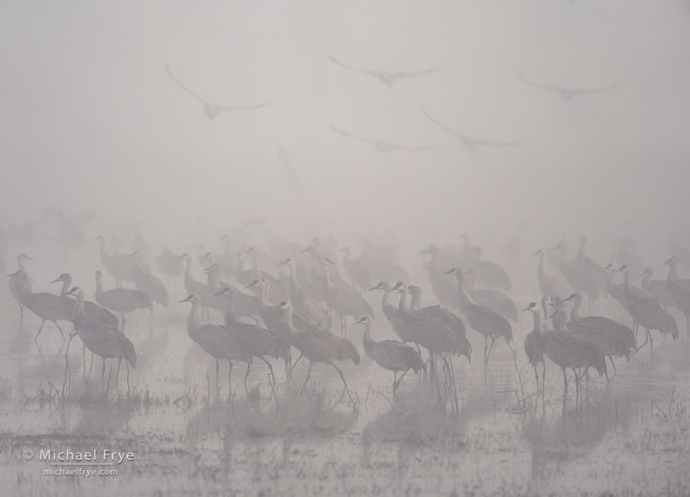 4. Sandhill cranes in fog, San Joaquin Valley, CA, USA