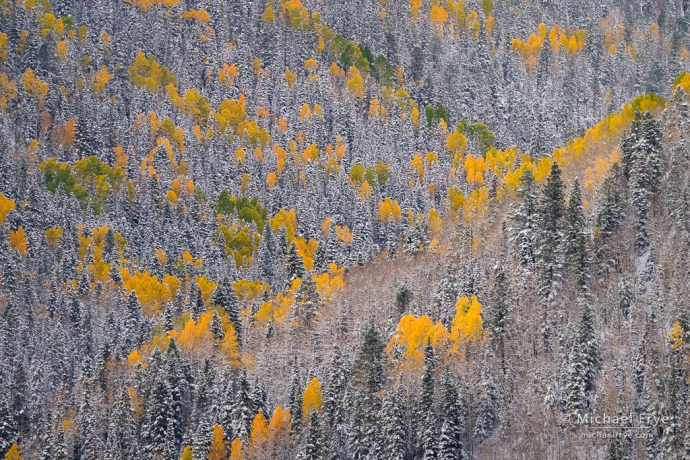 Aspens and conifers in snow, Colorado, USA