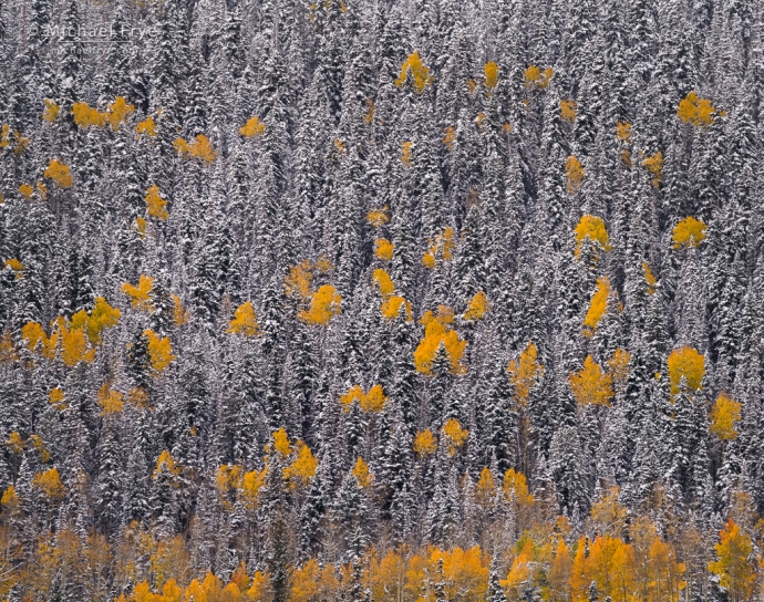 Aspens among snowy conifers, Colorado, USA