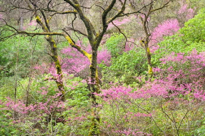 Redbud and oaks, Merced River Canyon, CA, USA