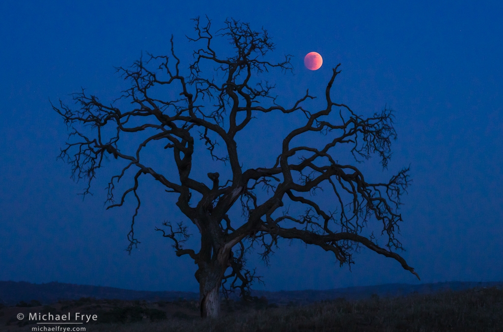 Oak and Eclipsed Moon