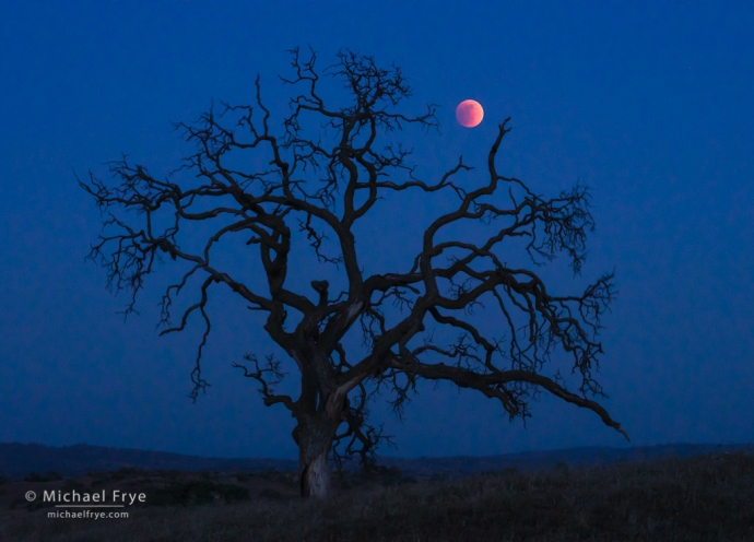 Blue oak and eclipsed moon, Sierra Nevada foothills, CA, USA