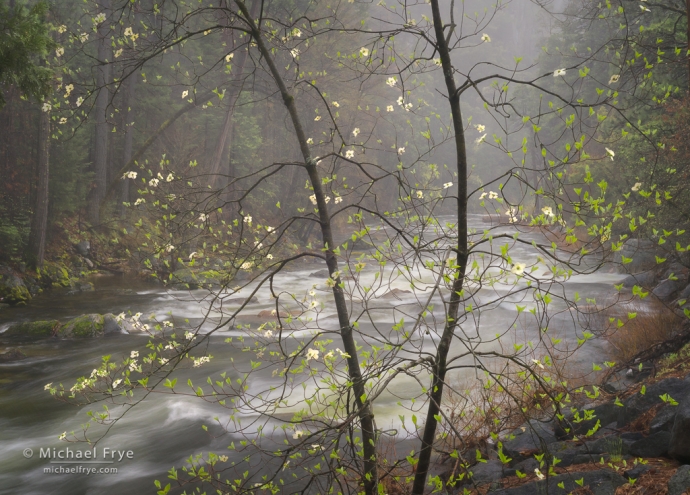 Dogwood, mist, and the Merced River, Yosemite NP, CA, USA